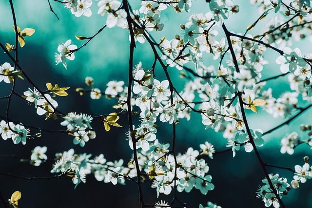 blossoms-6991112_640 (1)