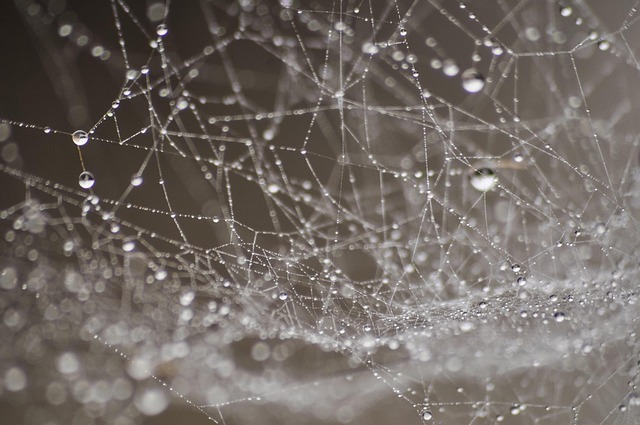 dew-4567294_640