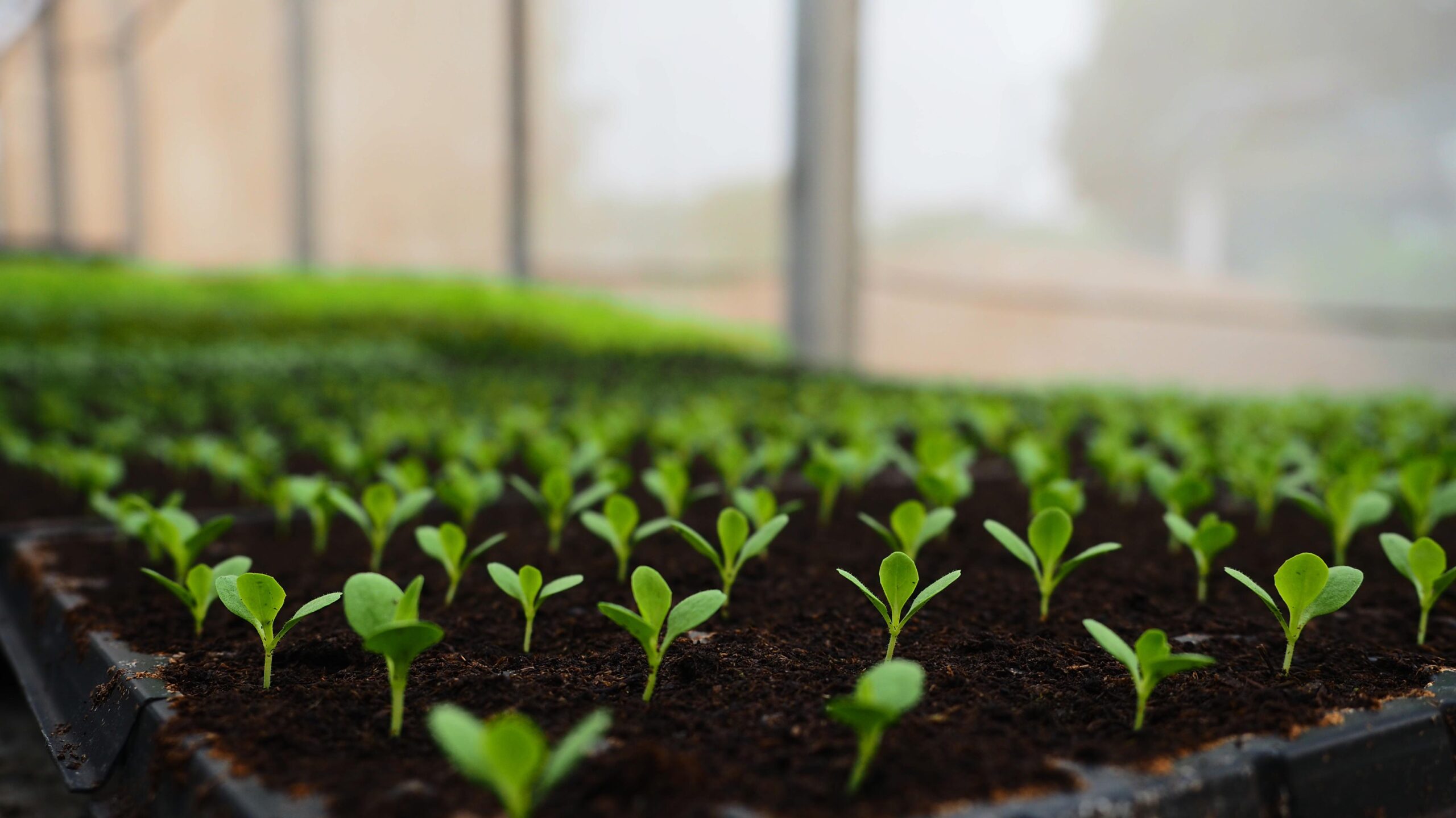 jame_pc-sprouts-5966728