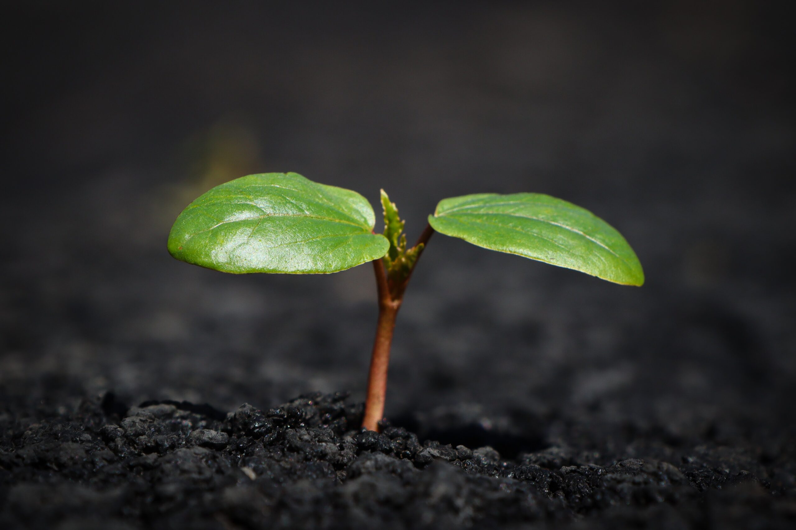 m_wie_moehre-plant-8338691