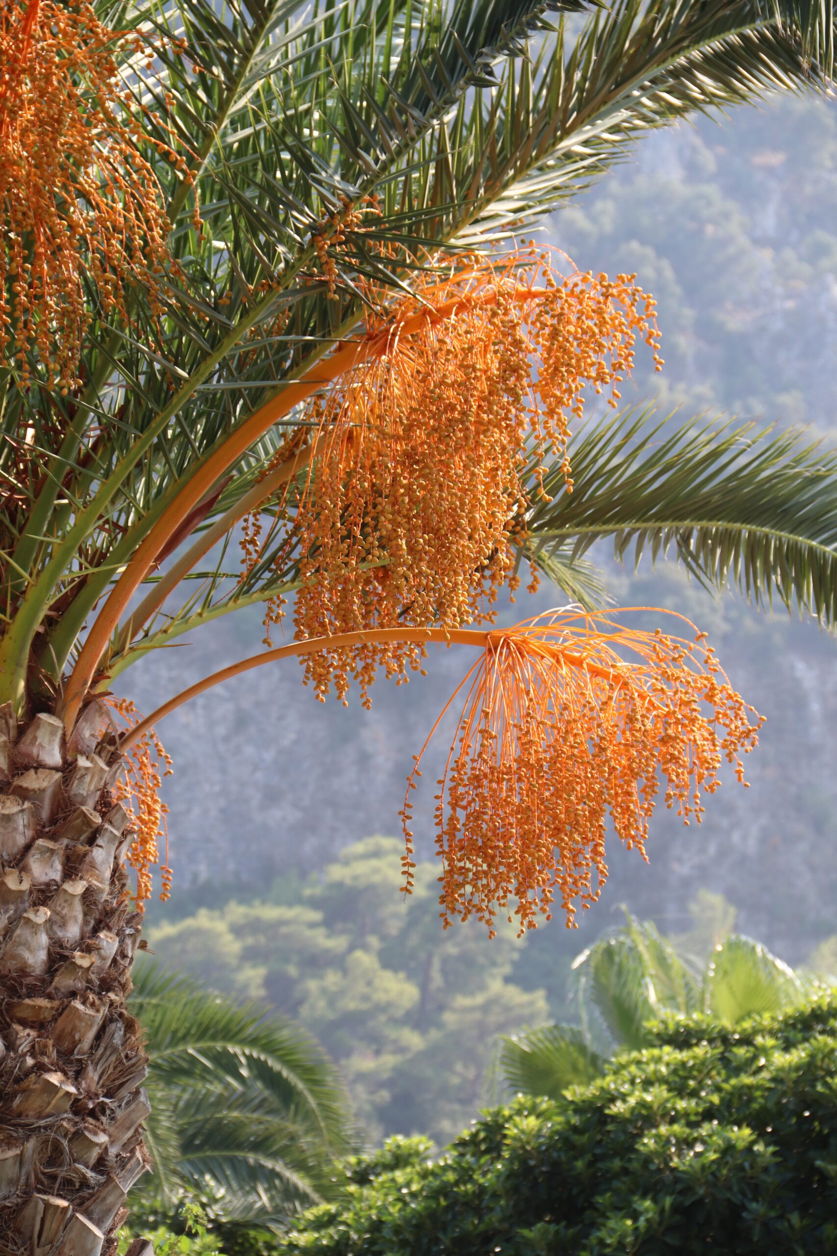 markmurphy-date-palm-tree-4122141