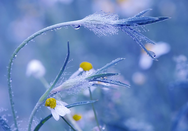 meadow-5407968_640