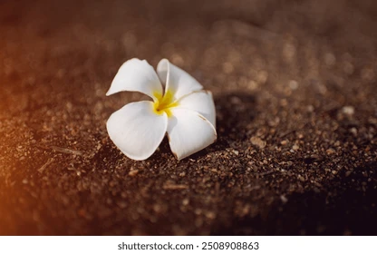 relawadee-flowers-closeup-shot-white-260nw-2508908863