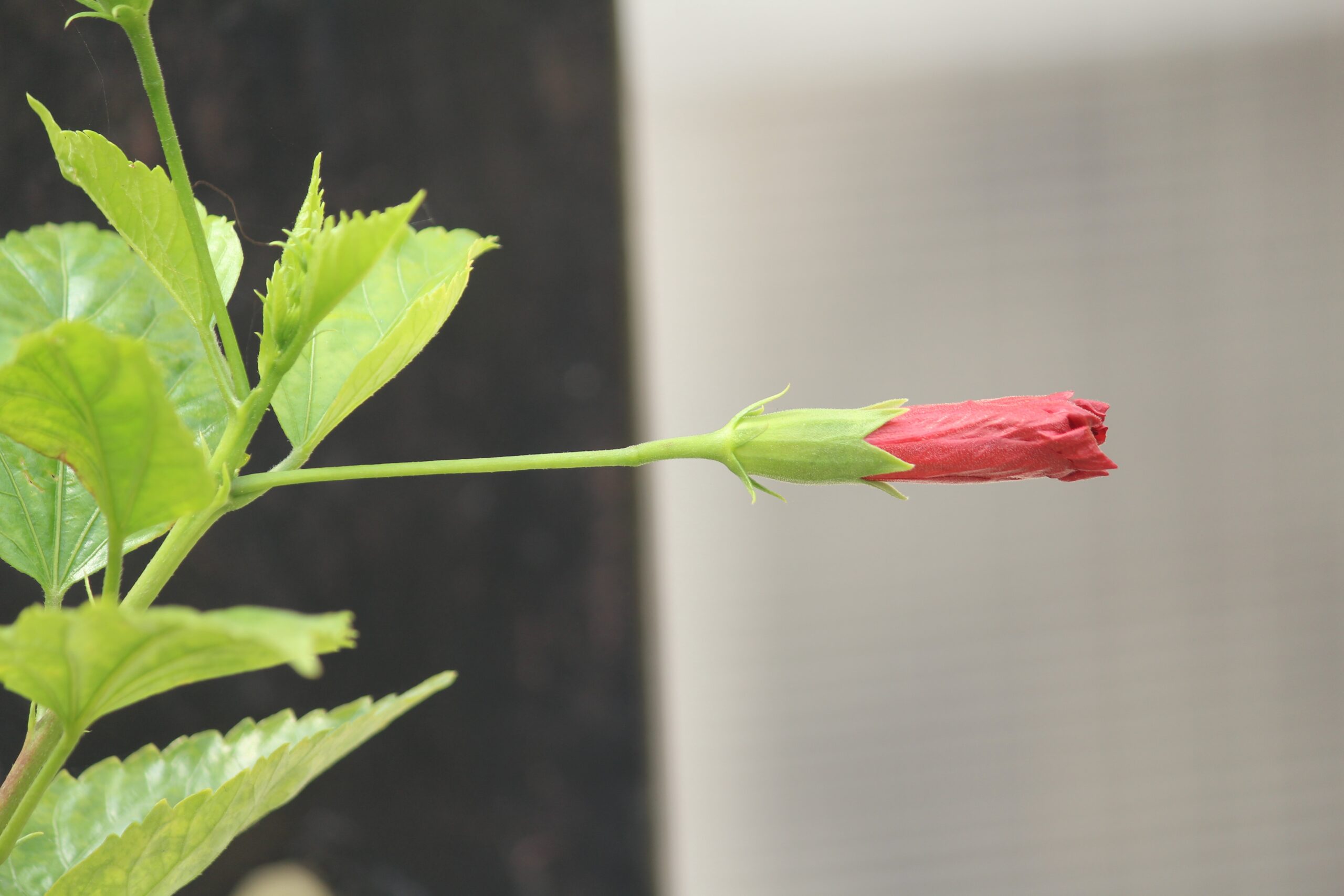 tanuj_handa-bud-2687414