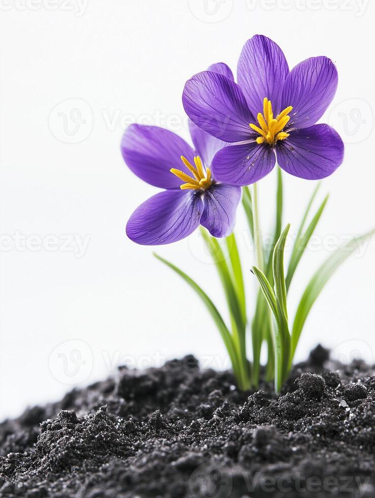 two-purple-flowers-are-growing-out-of-the-ground-photo
